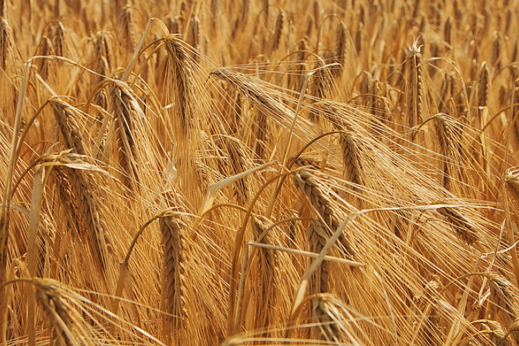 Új szárazságtűrő búzavonalat fejlesztettek a HUN-REN Agrártudományi Kutatóközpont Mezőgazdasági Intézet kutatói