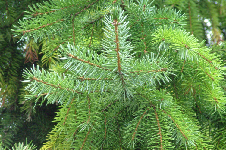 Idén sem drágul a fenyőfa